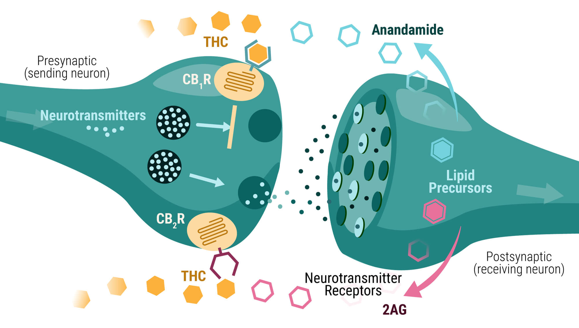 Qu'estce que le THC ? Une analyse approfondie du composé majeur RQS Blog